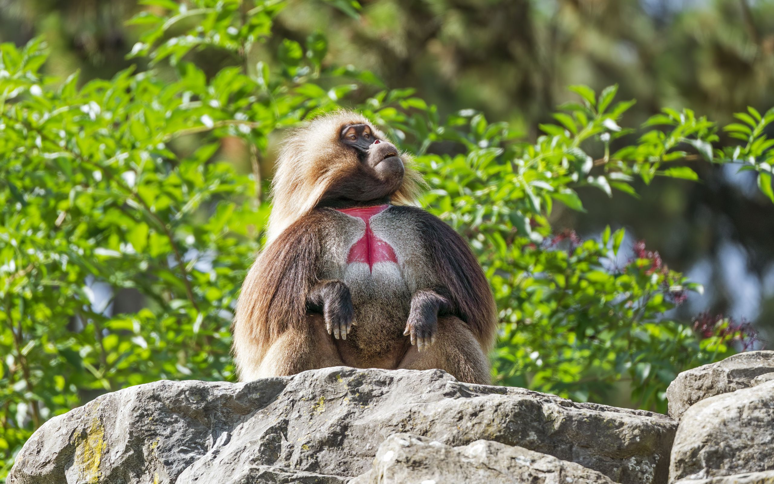 2560x1600 Wallpaper primate, monkey, funny, trees, leaves, animal