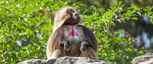 Preview wallpaper primate, monkey, funny, trees, leaves, animal