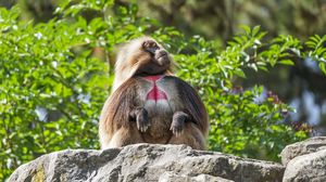 Preview wallpaper primate, monkey, funny, trees, leaves, animal