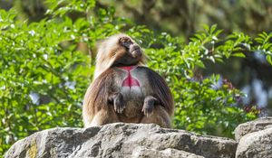 Preview wallpaper primate, monkey, funny, trees, leaves, animal