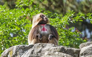 Preview wallpaper primate, monkey, funny, trees, leaves, animal
