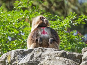 Preview wallpaper primate, monkey, funny, trees, leaves, animal