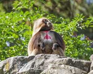Preview wallpaper primate, monkey, funny, trees, leaves, animal