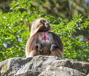Preview wallpaper primate, monkey, funny, trees, leaves, animal