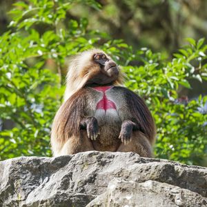 Preview wallpaper primate, monkey, funny, trees, leaves, animal