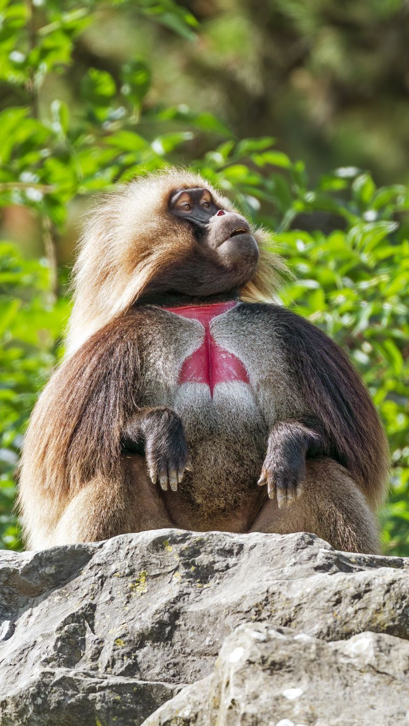 800x1420 Wallpaper primate, monkey, funny, trees, leaves, animal