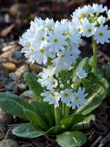 Preview wallpaper primrose, flower, soil, snow-white, close-up