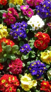 Preview wallpaper primrose, flowers, bright, colorful, greens, ground