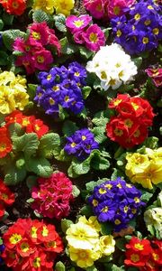 Preview wallpaper primrose, flowers, bright, colorful, greens, ground