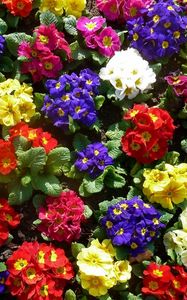 Preview wallpaper primrose, flowers, bright, colorful, greens, ground