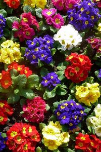 Preview wallpaper primrose, flowers, bright, colorful, greens, ground