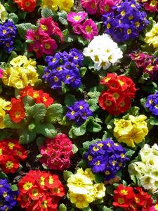 Preview wallpaper primrose, flowers, bright, colorful, greens, ground