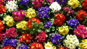 Preview wallpaper primrose, flowers, bright, colorful, greens, ground