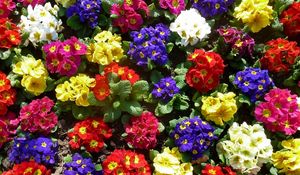 Preview wallpaper primrose, flowers, bright, colorful, greens, ground