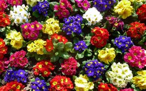 Preview wallpaper primrose, flowers, bright, colorful, greens, ground