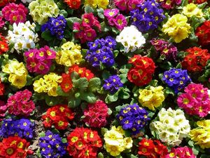 Preview wallpaper primrose, flowers, bright, colorful, greens, ground