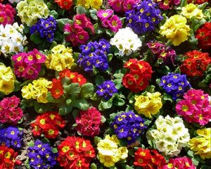 Preview wallpaper primrose, flowers, bright, colorful, greens, ground