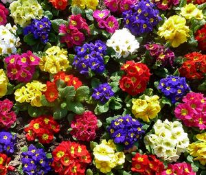 Preview wallpaper primrose, flowers, bright, colorful, greens, ground