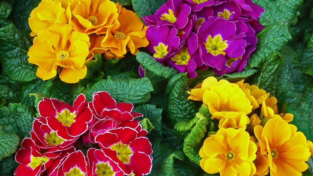 Wallpaper primrose, flowers, bright, colorful, fresh herbs