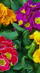 Preview wallpaper primrose, flowers, bright, colorful, fresh herbs