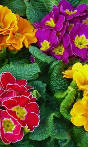 Preview wallpaper primrose, flowers, bright, colorful, fresh herbs