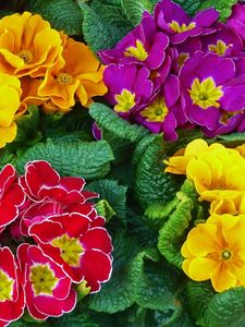 Preview wallpaper primrose, flowers, bright, colorful, fresh herbs