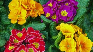 Preview wallpaper primrose, flowers, bright, colorful, fresh herbs