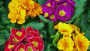 Preview wallpaper primrose, flowers, bright, colorful, fresh herbs