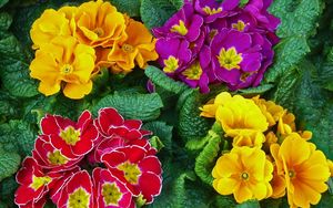 Preview wallpaper primrose, flowers, bright, colorful, fresh herbs