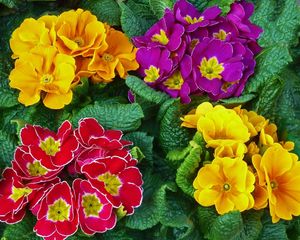 Preview wallpaper primrose, flowers, bright, colorful, fresh herbs