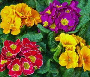 Preview wallpaper primrose, flowers, bright, colorful, fresh herbs