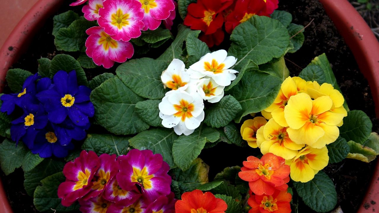 Wallpaper primrose, flowers, bright, colorful, pot