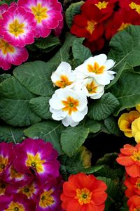 Preview wallpaper primrose, flowers, bright, colorful, pot