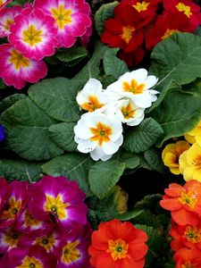 Preview wallpaper primrose, flowers, bright, colorful, pot