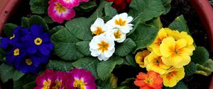 Preview wallpaper primrose, flowers, bright, colorful, pot