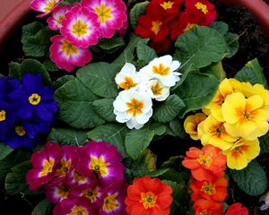 Preview wallpaper primrose, flowers, bright, colorful, pot