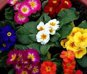 Preview wallpaper primrose, flowers, bright, colorful, pot