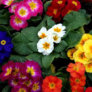 Preview wallpaper primrose, flowers, bright, colorful, pot