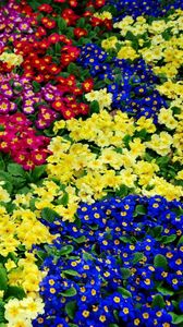 Preview wallpaper primrose, flowers, bright, colorful, many