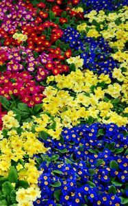 Preview wallpaper primrose, flowers, bright, colorful, many