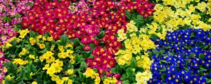 Preview wallpaper primrose, flowers, bright, colorful, many