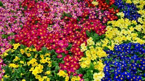 Preview wallpaper primrose, flowers, bright, colorful, many