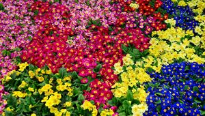 Preview wallpaper primrose, flowers, bright, colorful, many