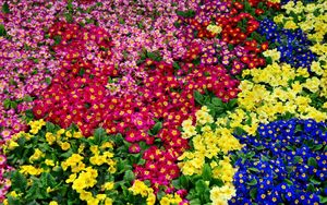 Preview wallpaper primrose, flowers, bright, colorful, many