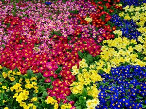 Preview wallpaper primrose, flowers, bright, colorful, many