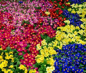 Preview wallpaper primrose, flowers, bright, colorful, many