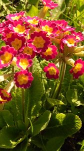 Preview wallpaper primrose, flowers, colorful, leaves, sunny