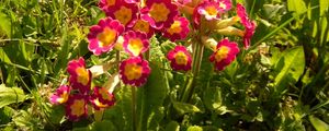 Preview wallpaper primrose, flowers, colorful, leaves, sunny