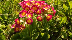 Preview wallpaper primrose, flowers, colorful, leaves, sunny