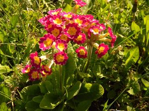 Preview wallpaper primrose, flowers, colorful, leaves, sunny